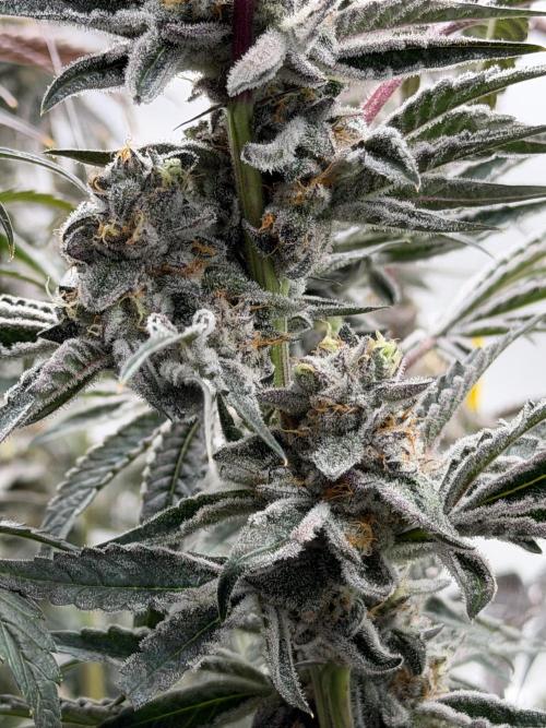 New Money Compound Genetics Flo/IWH. Week 17 - Washer Potential will be revealed when we wash her!