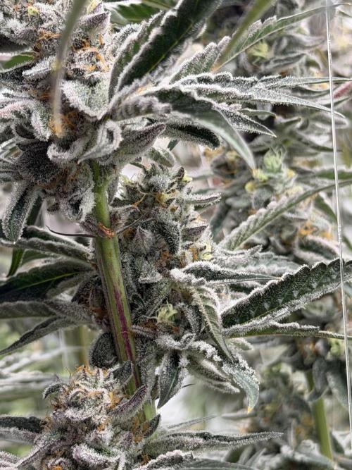 New Money Compound Genetics Flo/IWH. Week 17
