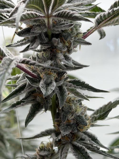 New Money Compound Genetics Flo/IWH. Week 17