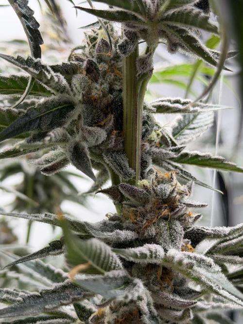 New Money Compound Genetics Flo/IWH. Week 17 - Pheno 2 Frosty•Loops/Exotic•Loops 
Terpene Profile: Lemon/Menthol GMO