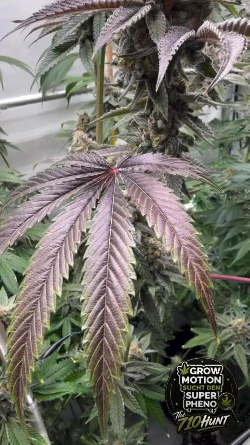 New Money Compound Genetics