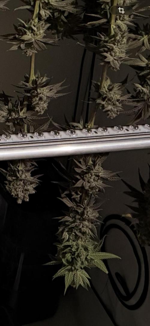 New Money Compound Genetics Flo/IWH. Week 18
