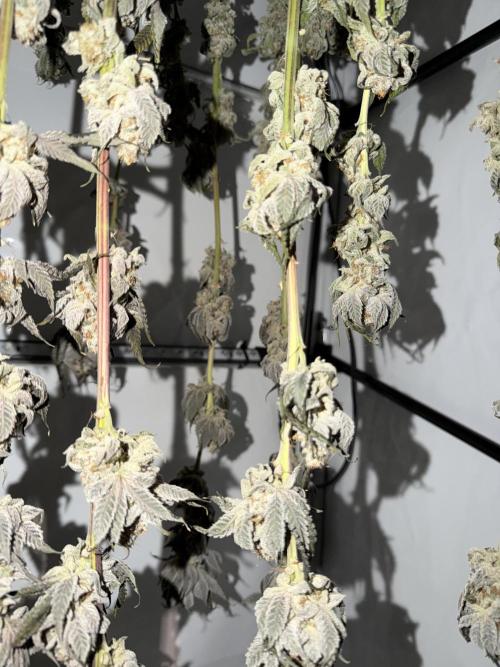 New Money Compound Genetics Flo/IWH. Week 18