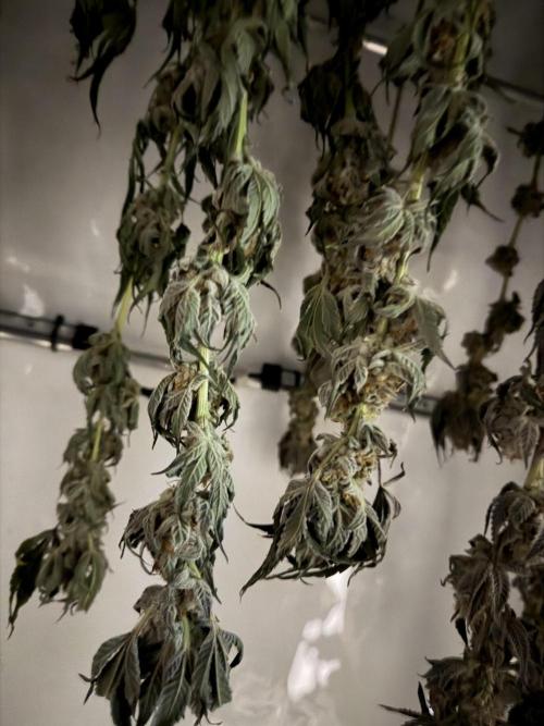New Money Compound Genetics Flo/IWH. Week 18