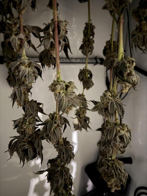 New Money Compound Genetics Flo/IWH. Week 18