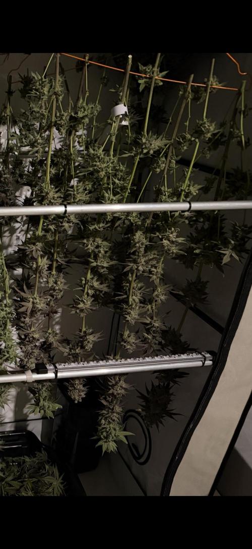 New Money Compound Genetics Flo/IWH. Week 18