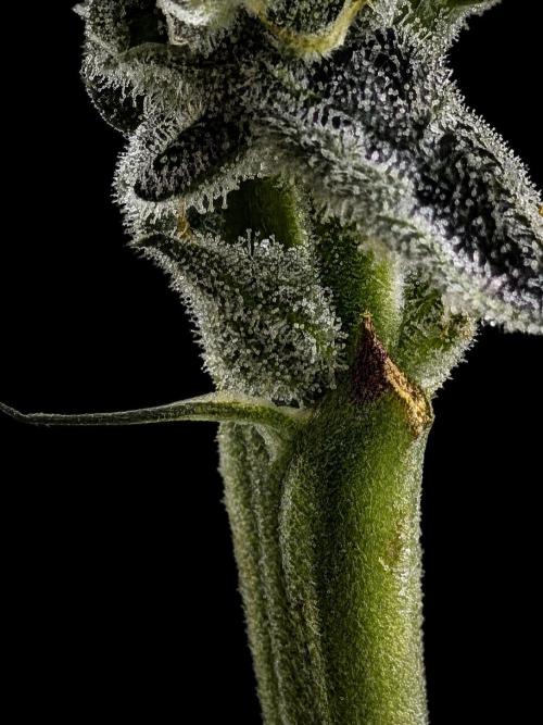 New Money Compound Genetics Flo/IWH. Week 16
