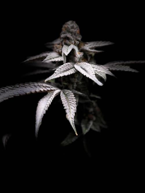 New Money Compound Genetics Flo/IWH. Week 17