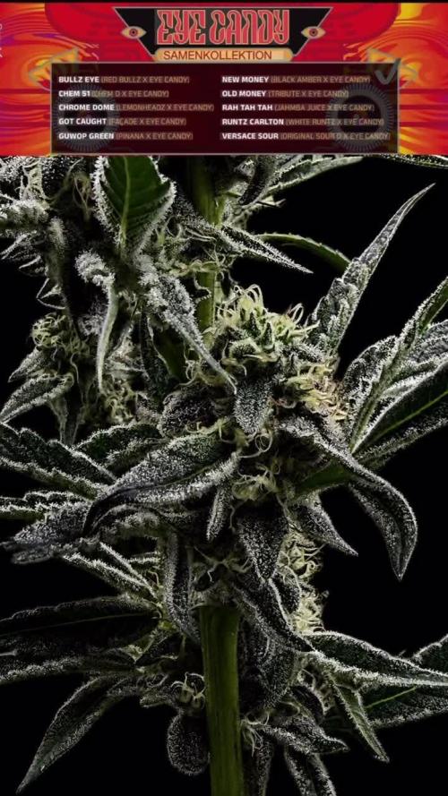 New Money Compound Genetics