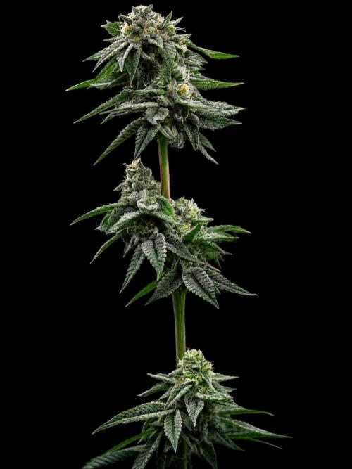 New Money Compound Genetics Flo/IWH. Week 17