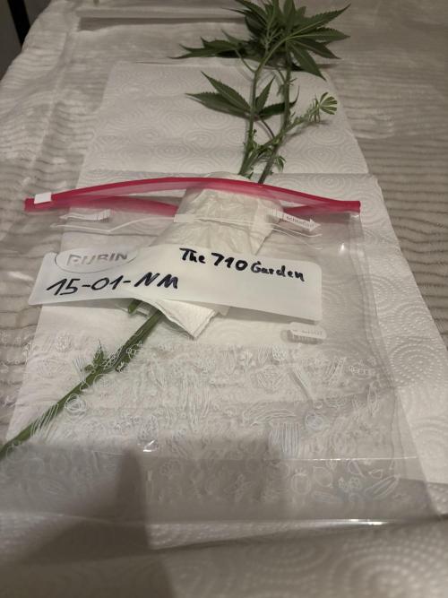 New Money Compound Genetics Flo/IWH. Week 7