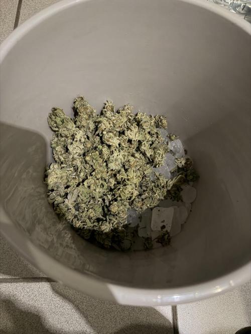 New Money Compound Genetics Flo/IWH. Week 18 - Alles gemischt UCL Buds Main Buds 