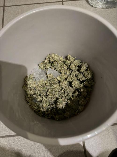 New Money Compound Genetics Flo/IWH. Week 18 - Und so 5-6% Trimm grober Oberflächlicher Trimm und zuckerblätter im ganzen!