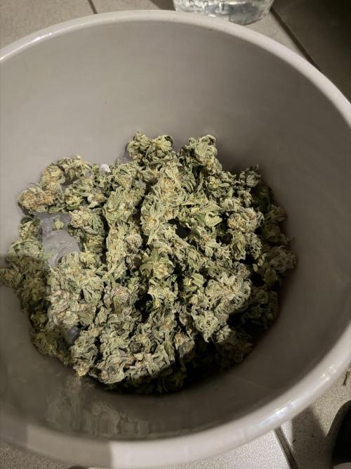 New Money Compound Genetics Flo/IWH. Week 18 - Ausschließlich Pheno #2 Frosty/Exotic•Loops wurde gewaschen!
