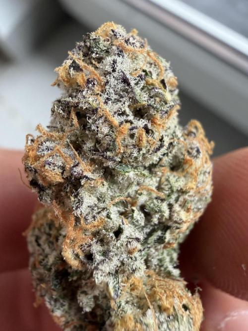 New Money Compound Genetics Flo/IWH. Week 18 - Testbud Pheno 2 grob getrimmt,wird erst nach 14 Tagen ca richtig getrimmt 