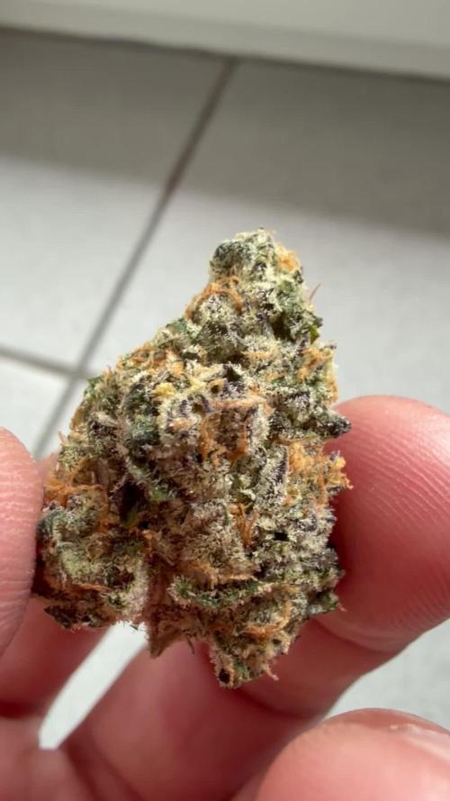 New Money Compound Genetics Flo/IWH