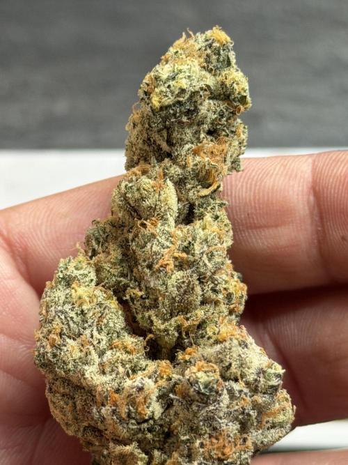 New Money Compound Genetics Flo/IWH. Week 18