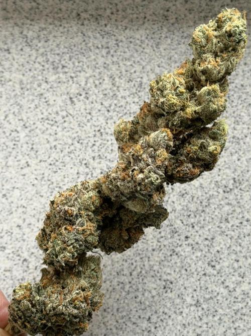 New Money Compound Genetics Flo/IWH. Week 18