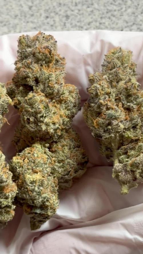 New Money Compound Genetics Flo/IWH