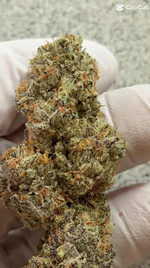 New Money Compound Genetics Flo/IWH