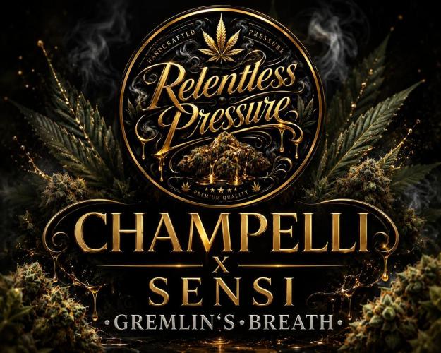 Gremlin‘s Breath Champelli x Sensi. Week 0