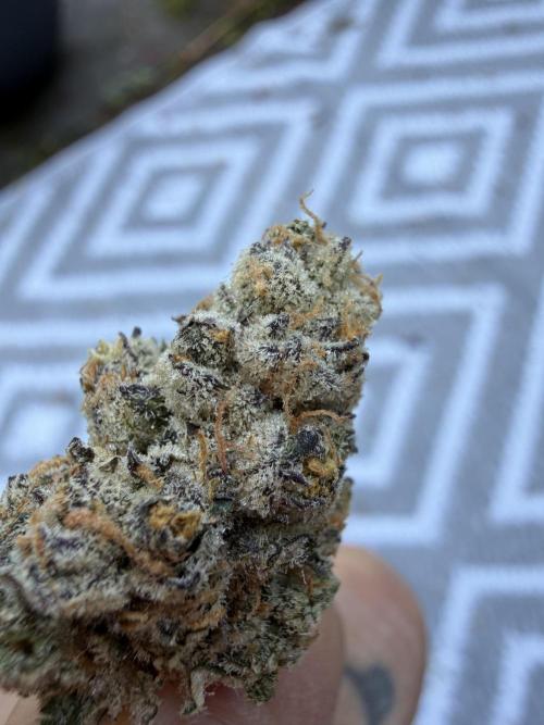 New Money Compound Genetics Flo/IWH. Week 18