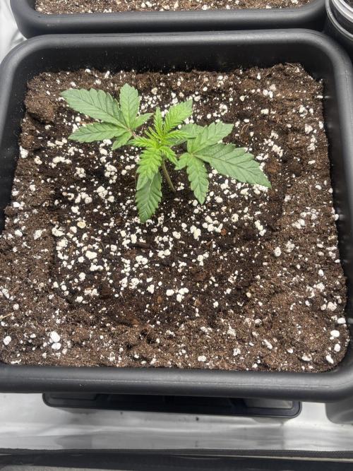 Fanta Seriotica. Week 1