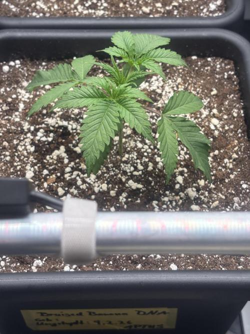 Fanta Seriotica. Week 1