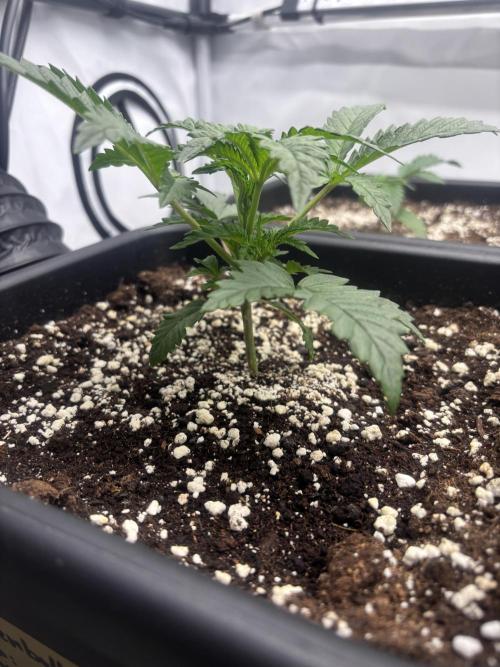 Fanta Seriotica. Week 1