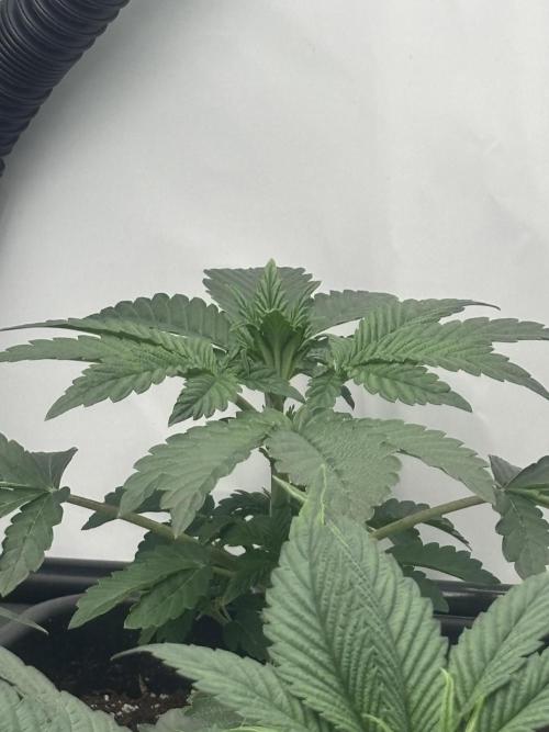 Fanta Seriotica. Week 2
