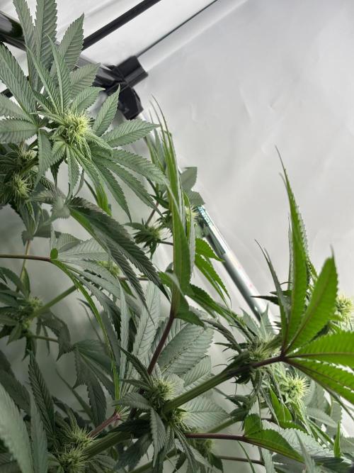 Seriotica. Week 7
