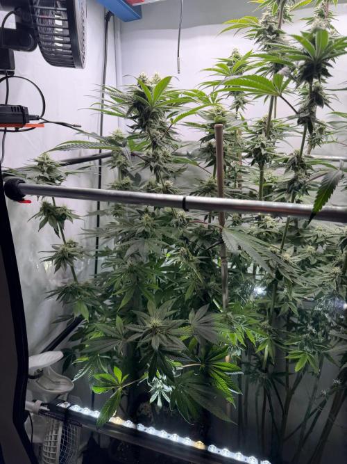 Fanta Seriotica. Week 9