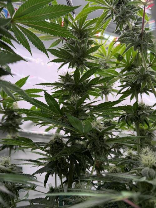 Fanta Seriotica. Week 9