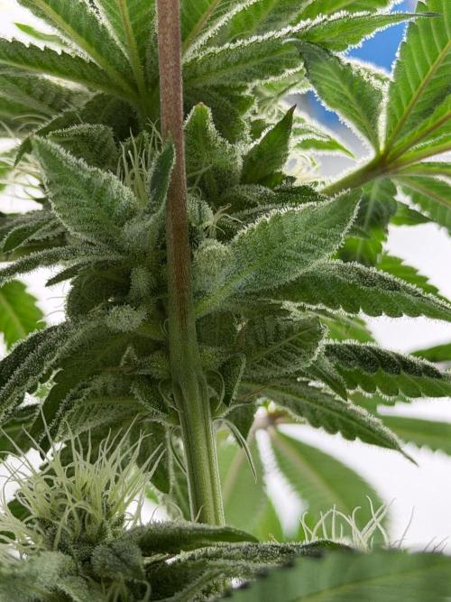 Fanta Seriotica. Week 9