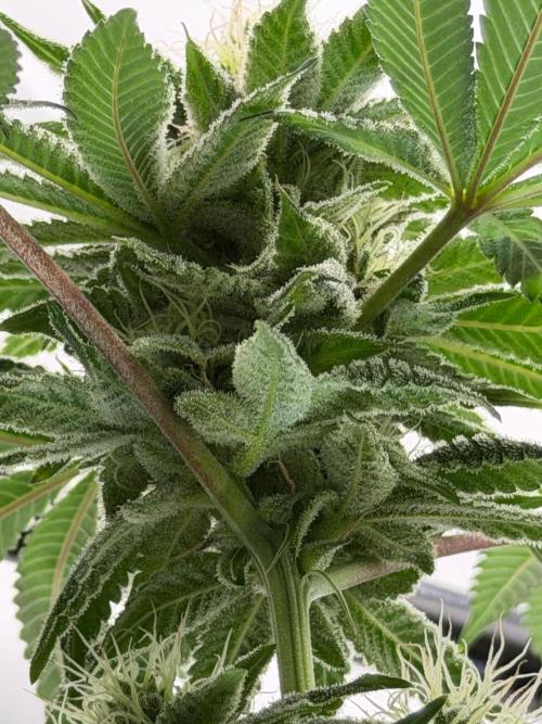 Fanta Seriotica. Week 9
