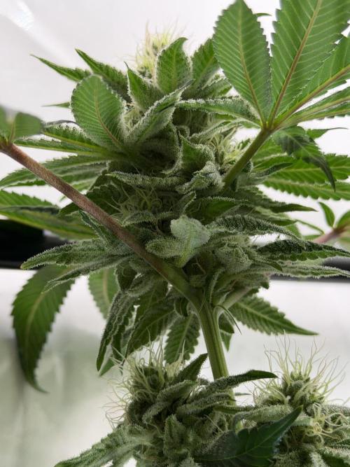 Fanta Seriotica. Week 9