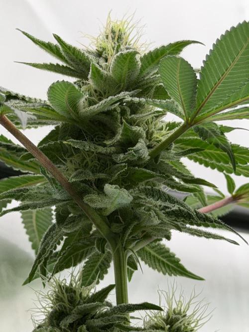 Fanta Seriotica. Week 9