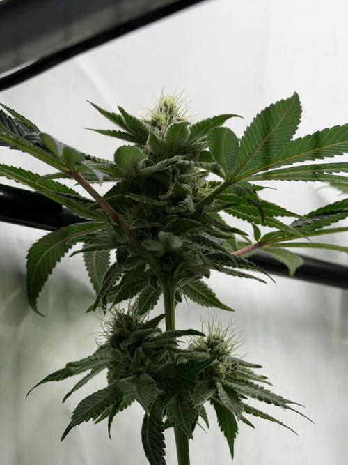 Fanta Seriotica. Week 9