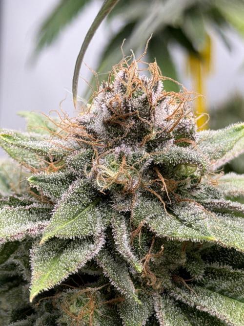 Fanta Seriotica. Week 9