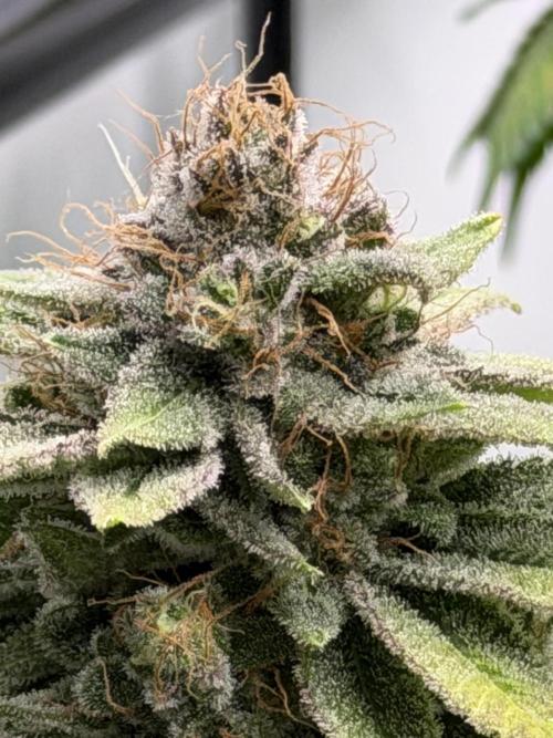 Fanta Seriotica. Week 9
