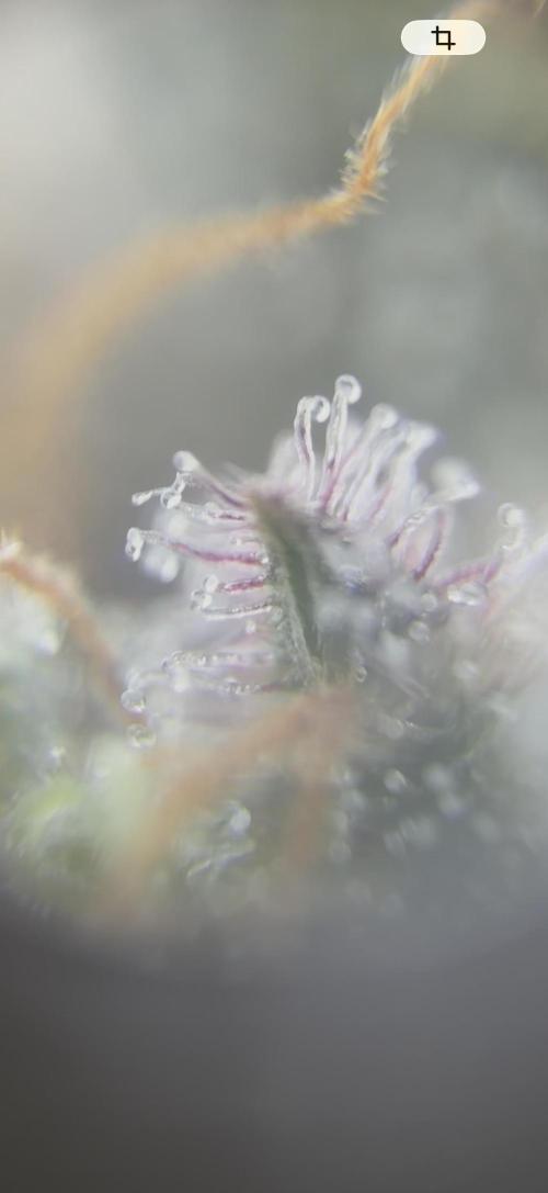 Fanta Seriotica. Week 9