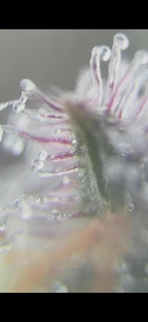 Fanta Seriotica. Week 9