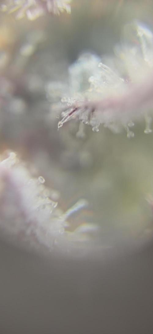 Fanta Seriotica. Week 9