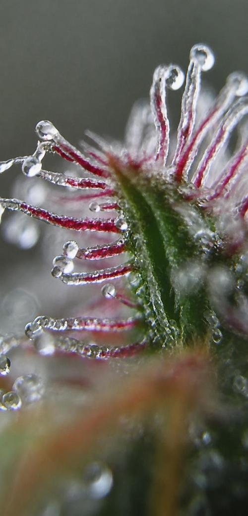 Fanta Seriotica. Week 9