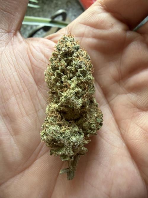 Fanta Seriotica. Week 10