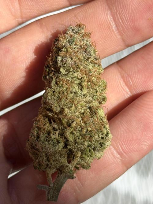 Fanta Seriotica. Week 10