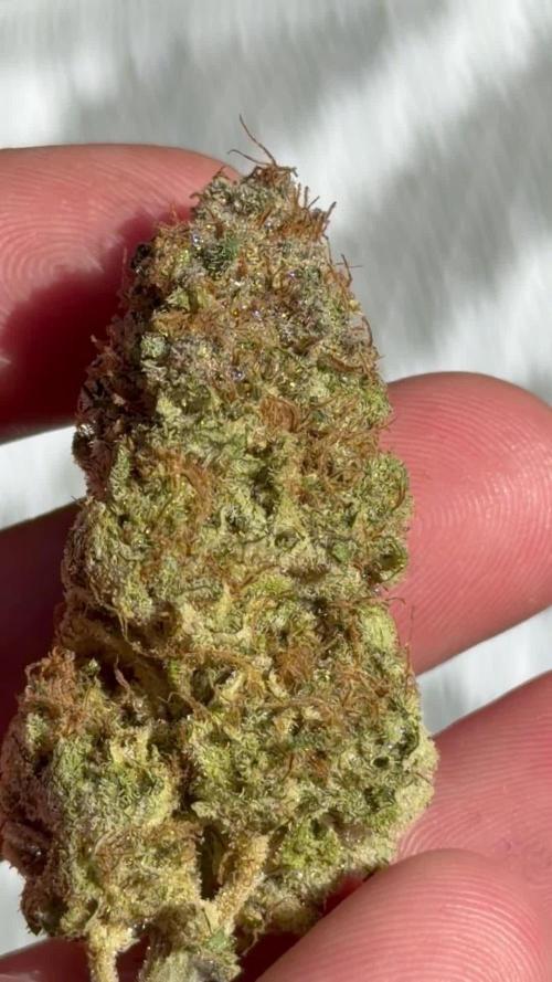 Fanta Seriotica