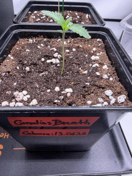 Gremlin‘s Breath Champelli x Sensi. Week 1