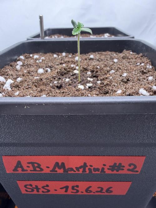 Apple Banana Martini. Week 0