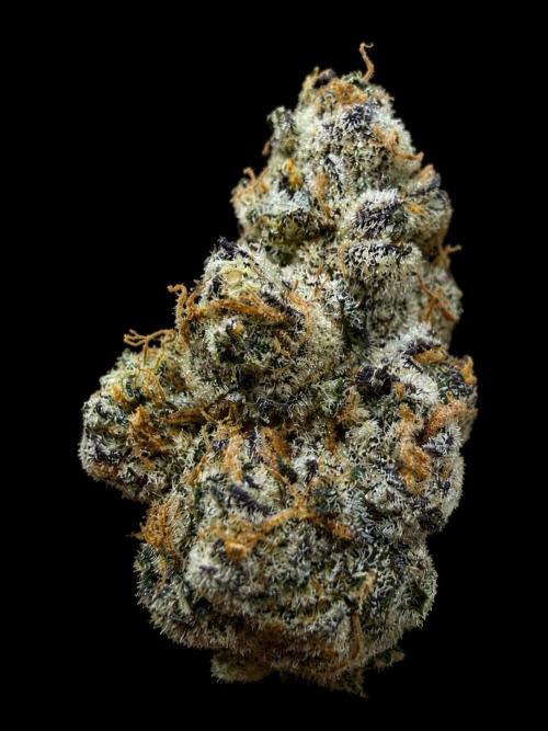 New Money Compound Genetics Flo/IWH. Week 18